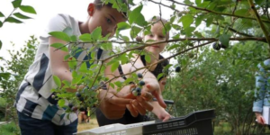 Pourquoi la cueillette des fruits rouges a démarré plus tôt que prévu en Creuse ?